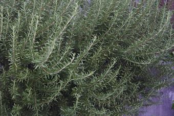 ラティスをつきやぶったローズマリー