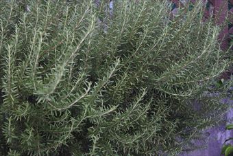 庭のローズマリー