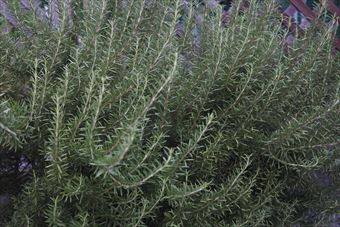 美しいハーブ　ローズマリー