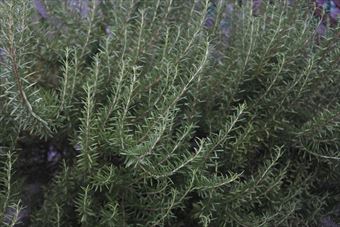 ローズマリーが美しい