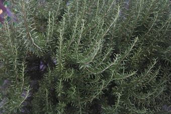 ローズマリーっていい香りだよね