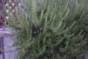 ローズマリーはハーブなので育てやすいです