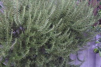 ハーブの１種ローズマリー