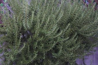 きれいです。ローズマリー