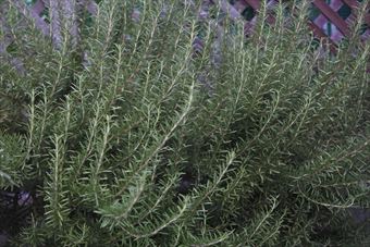 ローズマリーが茂っていました