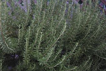 ほっといたら大きくなったローズマリー