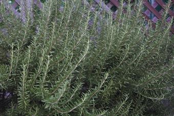 ローズマリーは育てやすいです