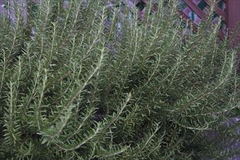 ハーブの１種ローズマリー