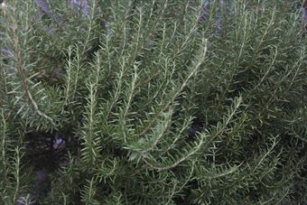 １１年育てたローズマリー