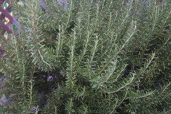 ローズマリーの花、咲かないかな