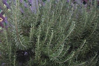 ローズマリー大きいなぁ