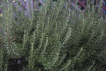 ローズマリーきれいだね