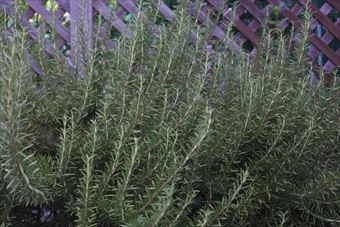 ローズマリーがほっといてもデカくなった