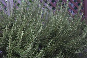 ローズマリーを１０年育ててみたら