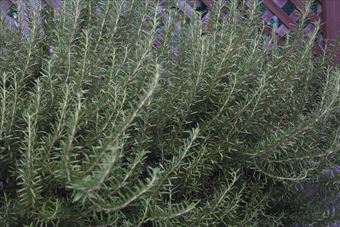 ローズマリーが好きです