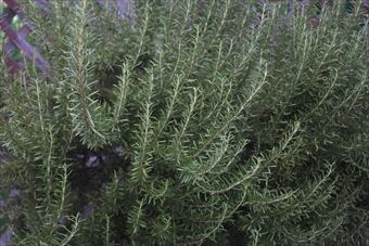 ローズマリーの緑が美しい