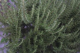 ラティスをつきやぶったローズマリー