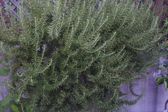 ローズマリーが大きくなりました