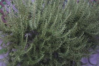 ローズマリーだいすき