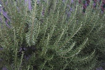 ローズマリーは香りがいい