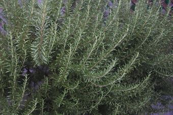 ローズマリーは料理にも使えます