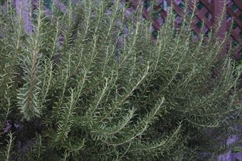 ローズマリーとラティス