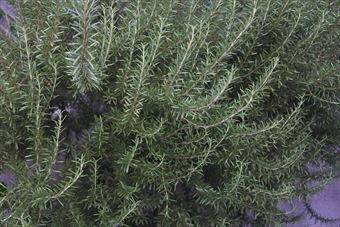 大きなローズマリー