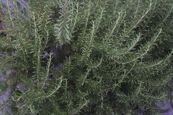 ローズマリーが見事に大きくなりました