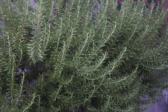 ローズマリーがきれいでした