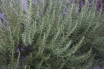 いい香りのローズマリー