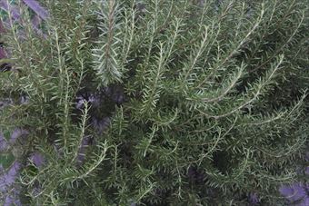 大きなローズマリー