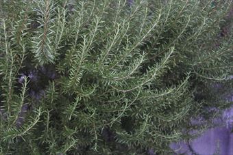 よく茂ったローズマリー