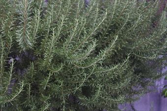 ローズマリーがきれいだな