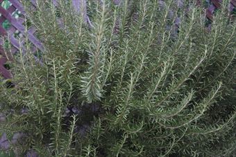 茂っているローズマリー