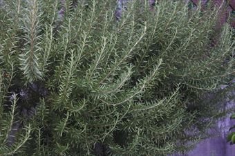 大きなローズマリー