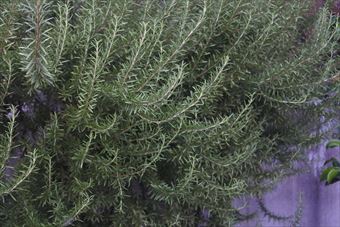 きれいなローズマリー