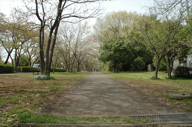公園 木 緑