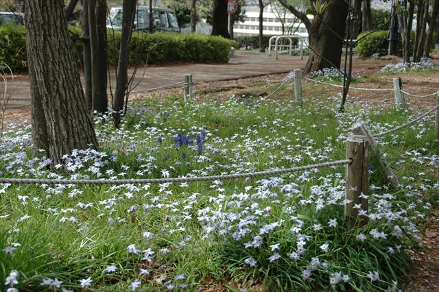 花 白 きれい 公園