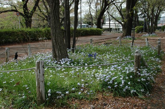 春 白い花 大木 遊歩道 誰もいない公園
