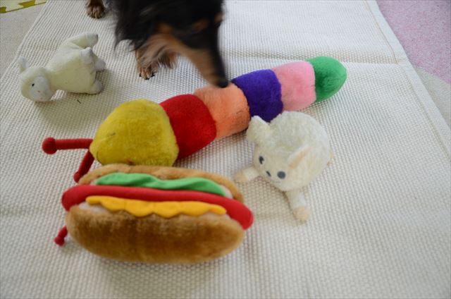 おもちゃで遊ぶ犬 かわいい