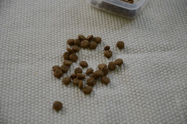 犬の餌 床に落ちてる
