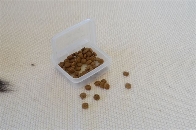 犬の餌 床に落ちてる ドックフード