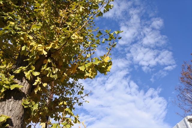 秋 イチョウ 紅葉 青空