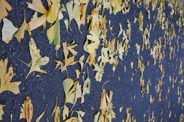 秋 イチョウ 黄 道路 落葉 アスファルト