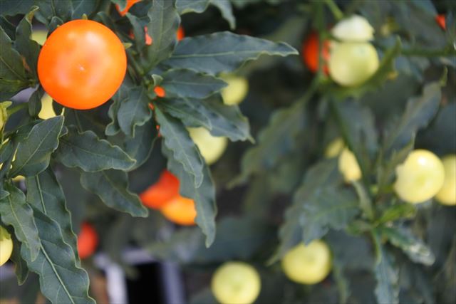 秋 実 オレンジ 黄色