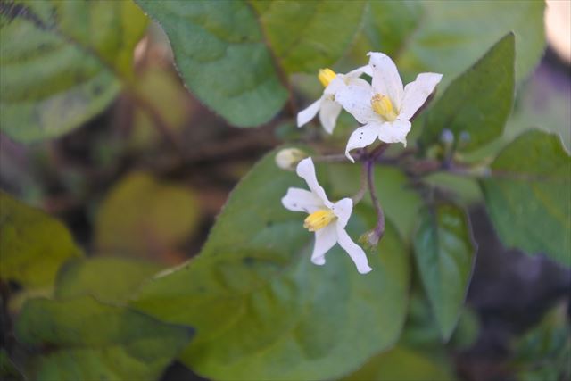 花 白 小さい かわいい 野草 秋