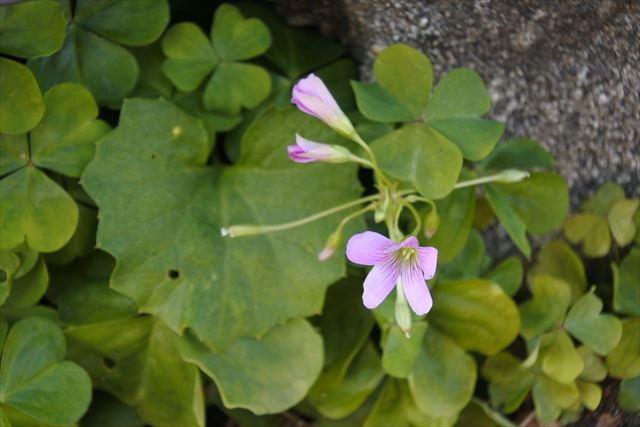 花 ピンク 可憐 小さい かわいい 野草 雑草 道端 秋
