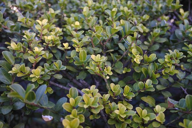 街路樹 葉 樹木 秋