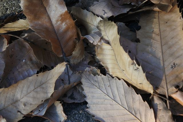 枯葉 茶色 落葉 秋