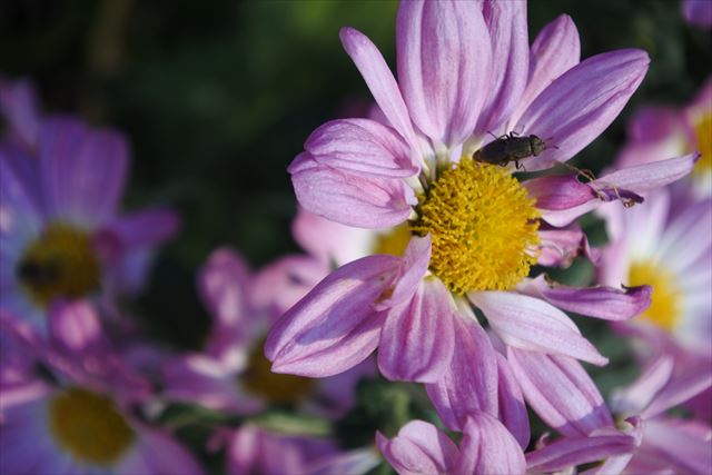 花 虫 ピンク 黄 花粉 きれい 秋